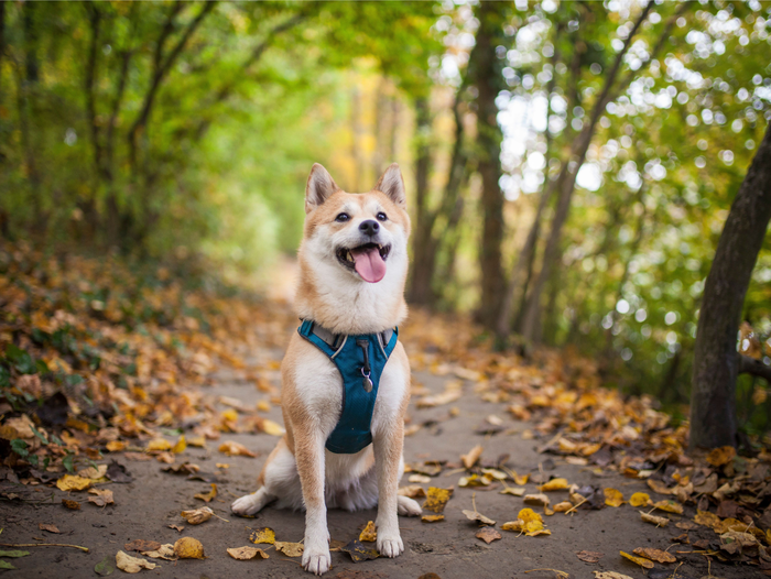 Red shiba inu in a teal dog harness sitting in the middle of a trail surrounding by trees and autum leaves. Lead image for Best Dog Harness review